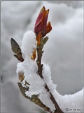 magnolija pod snijegom 1